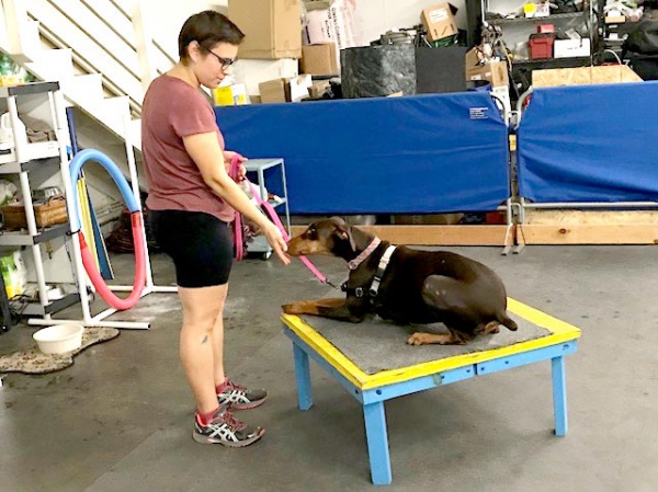 Dog and owner doing private training